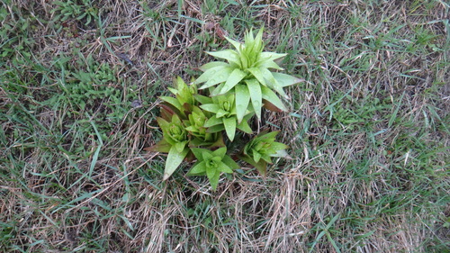 Fritillaria imperialis