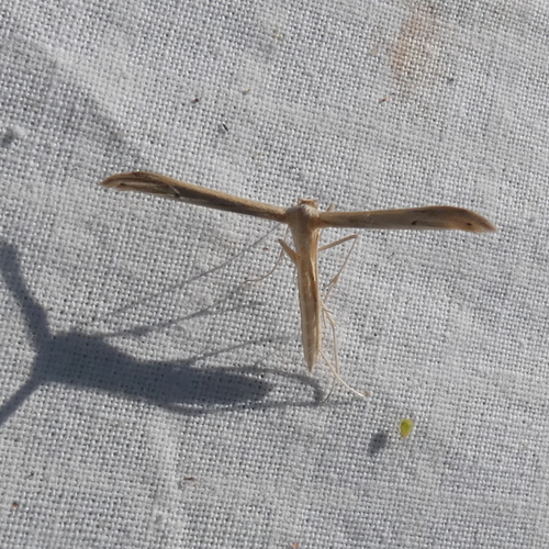 Baccharis Borer photo 3