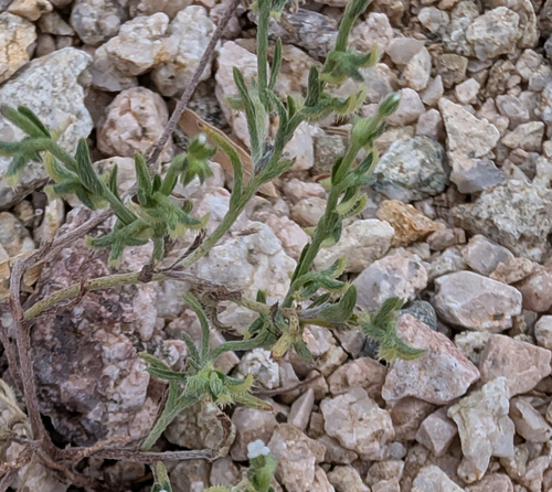 Pectocarya recurvata, photograph 6