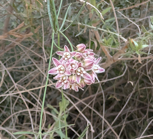 Hartweg's climbing milkweed (Funastrum heterophyllum)