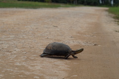 Cuora amboinensis kamaroma