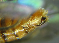 Pristiphora punctifrons