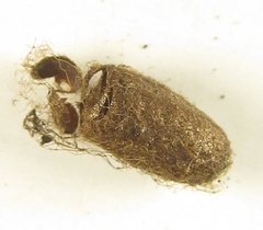 Pristiphora punctifrons