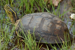 Cuora amboinensis kamaroma