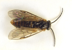 Pristiphora punctifrons