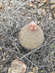 Echinomastus intertextus