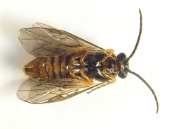 Pristiphora punctifrons