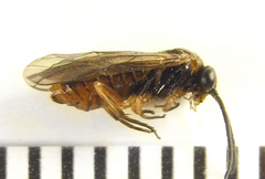Pristiphora punctifrons