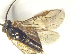 Pristiphora punctifrons