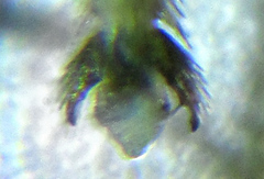 Pristiphora punctifrons