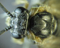 Pristiphora punctifrons
