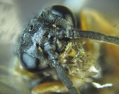 Pristiphora punctifrons