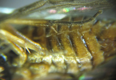 Pristiphora punctifrons