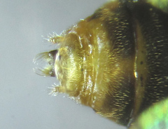 Pristiphora punctifrons