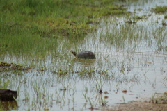 Cuora amboinensis kamaroma