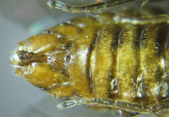 Pristiphora punctifrons