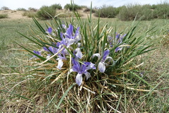 Iris lactea biglumis