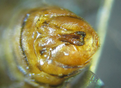 Pristiphora punctifrons