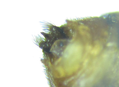 Pristiphora punctifrons