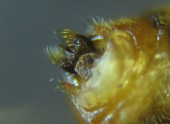 Pristiphora punctifrons