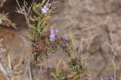 Leptochilus cruentatus