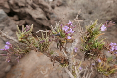 Leptochilus cruentatus