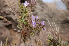 Leptochilus cruentatus
