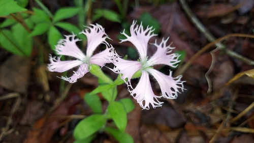eastern fringed catchfly (Silene polypetala)