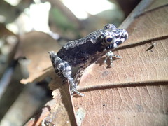 Pulchrana