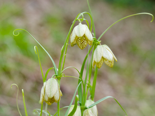 Fritillaria thunbergii