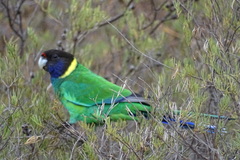 Barnardius zonarius semitorquatus