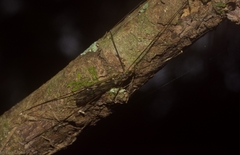 Libnotes terraereginae