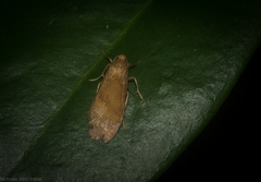 Lambula obliquilinea