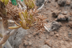 Kleinia neriifolia image
