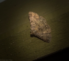 Polydesma boarmoides