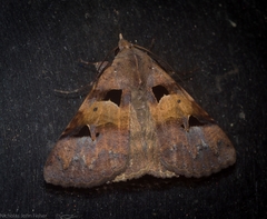 Avatha discolor