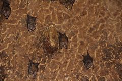 Hipposideros