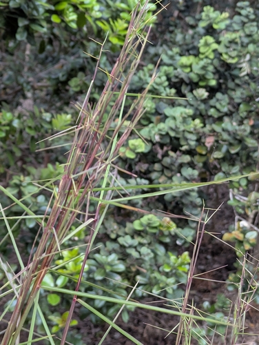 Schizachyrium microstachyum, photograph 4