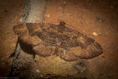 Scotocyma albinotata