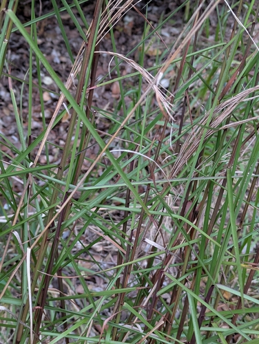 Schizachyrium microstachyum, photograph 5