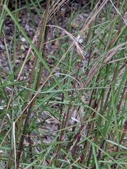 Schizachyrium microstachyum, photograph (c) David Anderson, some rights reserved (CC BY)