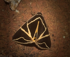 Agamana sarmentosa