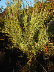 Choretrum glomeratum