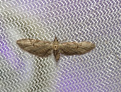 Eupithecia bolterii