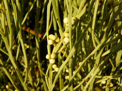 Choretrum glomeratum