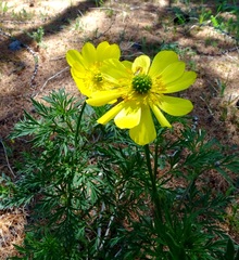 Adonis apennina