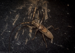 Didymocantha obliqua