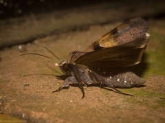 Avatha discolor