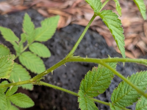 Rubus rosifolius observed 2026-04-02