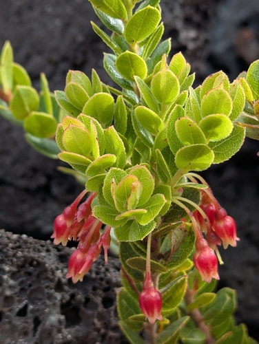 'ohelo 'ai (Vaccinium reticulatum)